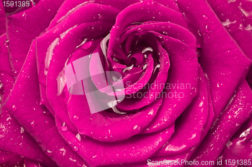 Image of pink rose