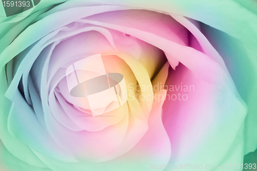 Image of multicolor rose