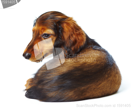 Image of puppy dachshund