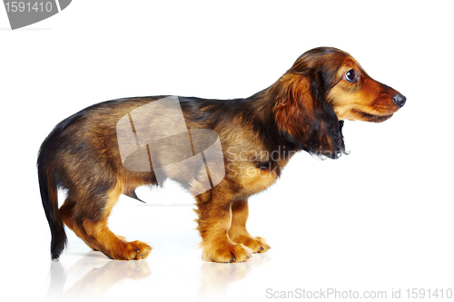 Image of puppy dachshund