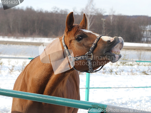 Image of Horse in a countryside