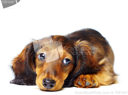 Image of puppy dachshund