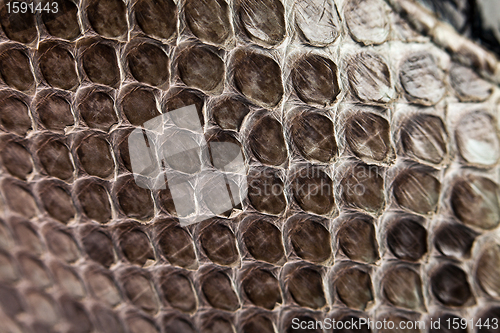 Image of Snake leather texture