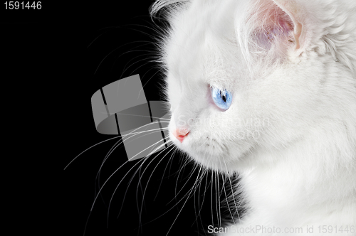 Image of Portrait of a white cat