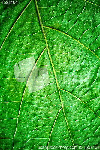 Image of green leaf