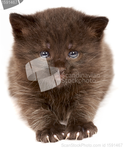 Image of Small kitten on a white background