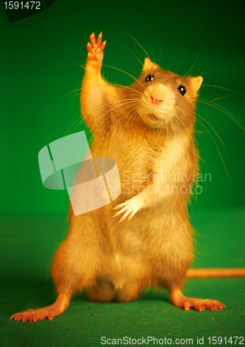 Image of Rat on a green background