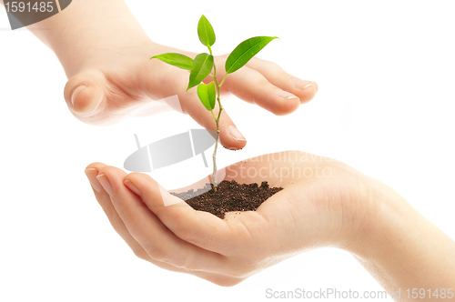 Image of Human hands and young plant