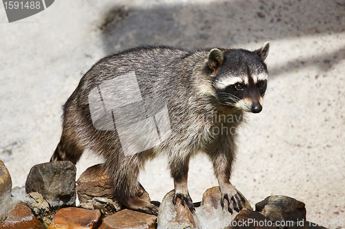 Image of coon