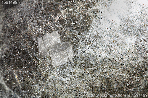 Image of Photo of a mould close up