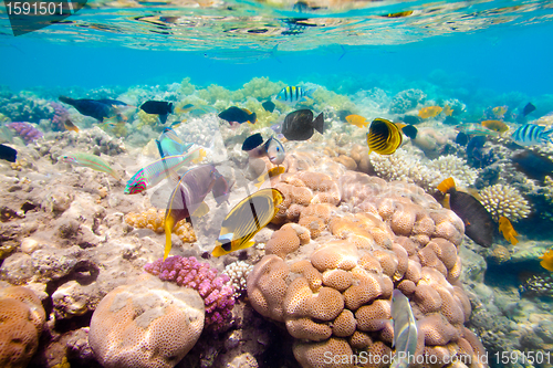 Image of Tropical Coral Reef. Red sea