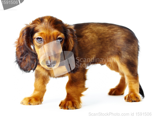 Image of puppy dachshund