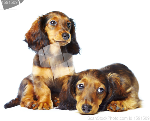 Image of puppys dachshund