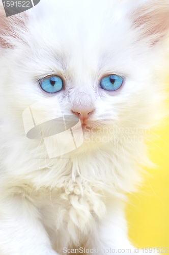 Image of White kitten with blue eyes.