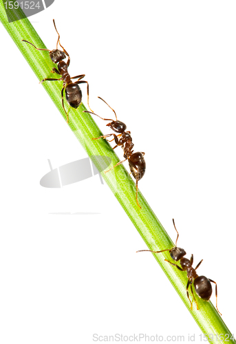 Image of Ants