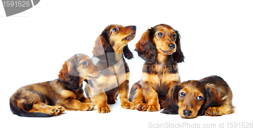 Image of puppys  dachshund