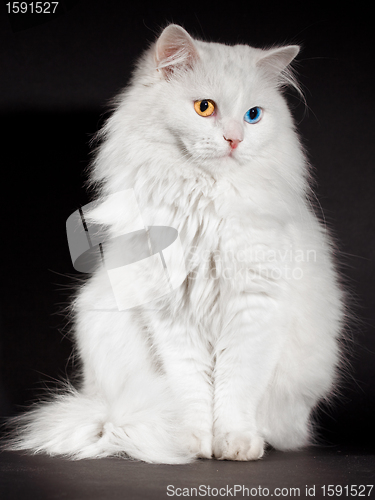 Image of varicoloured eyes white cat