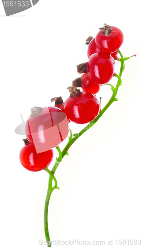 Image of fresh currant