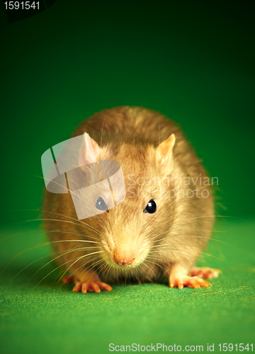 Image of Rat on a green background