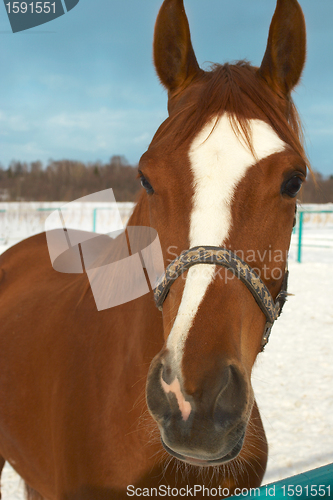 Image of Horse in a countryside