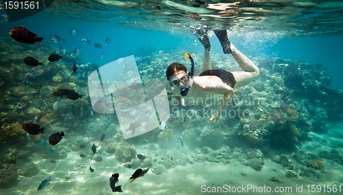 Image of Snorkeler. Red sea