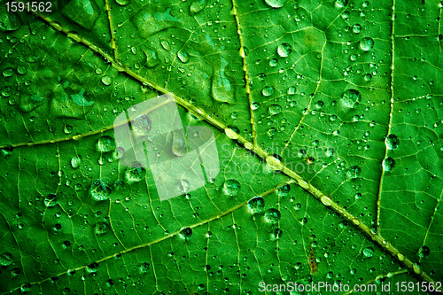 Image of green leaf