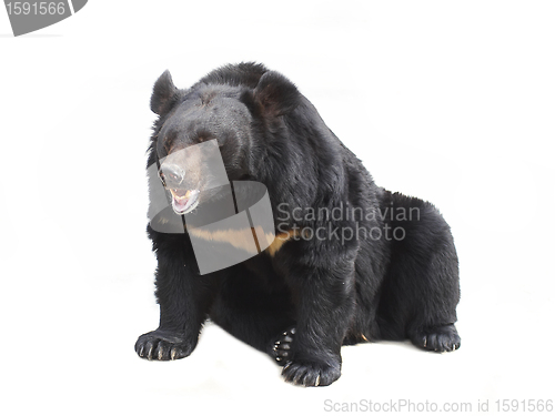 Image of bear