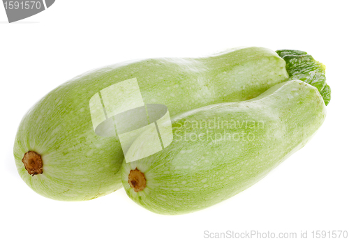 Image of squash,  marrow