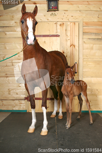 Image of horse with a foal