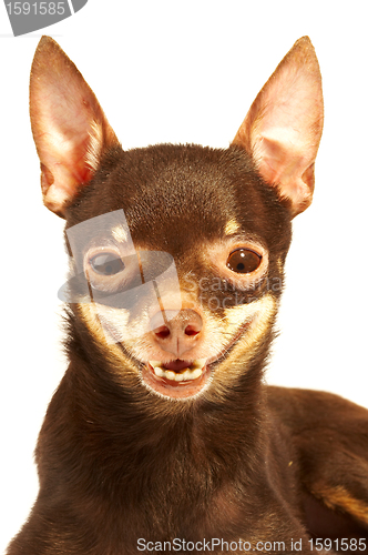 Image of Russian toy-terrier.Ridiculous dog