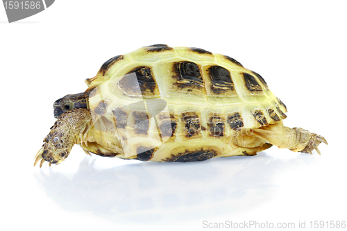 Image of Photo of turtle on a white background