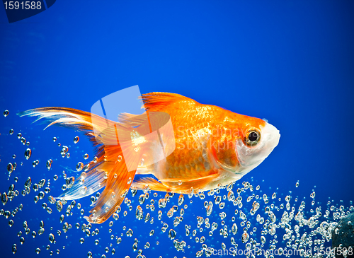 Image of goldfish