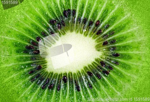 Image of kiwi