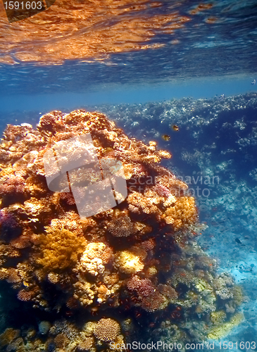 Image of Coral reef in Red sea
