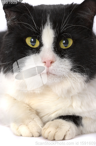 Image of Portrait of a cat with yellow eyes 