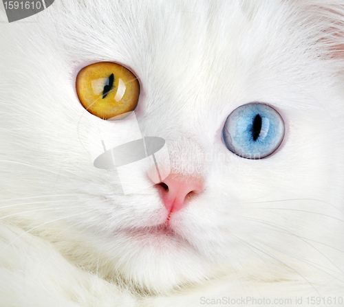 Image of Portrait of a  varicoloured eyes white cat