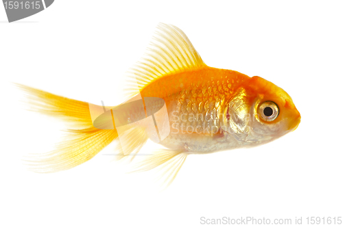 Image of Gold small fish 