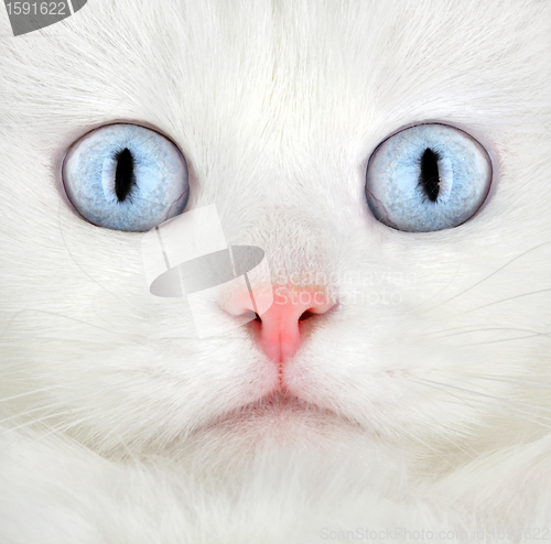 Image of Portrait of a white kitten