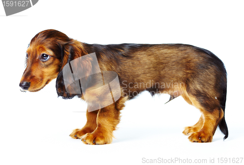 Image of puppy dachshund