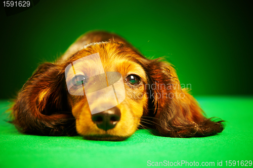 Image of puppy dachshund