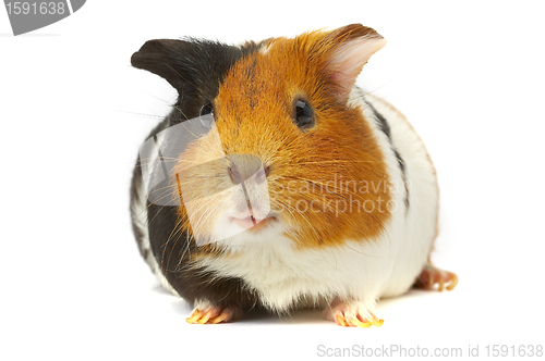 Image of Portrait of a Guinea-pig. Macro a photo.