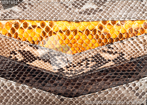 Image of Snake leather texture