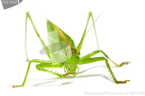 Image of grasshopper