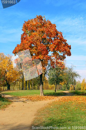 Image of Autumn maple. 