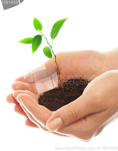 Image of Human hands and young plant