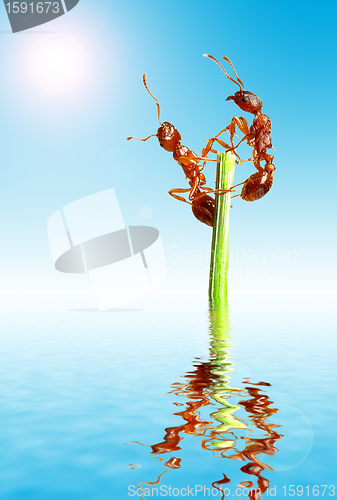 Image of Ants 