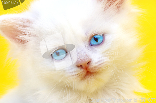 Image of White kitten with blue eyes. 
