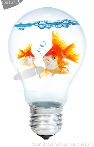 Image of Gold small fish in light bulb