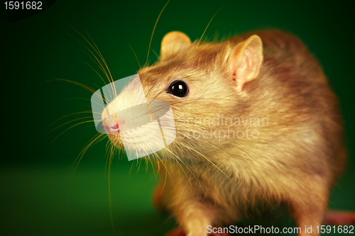 Image of Rat on a green background