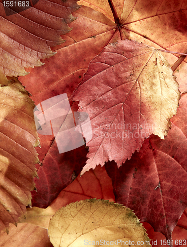 Image of fallen autumn multi-coloured leaves